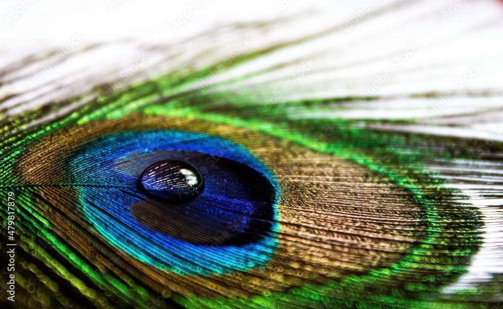 Fototapeta premium Peacock feather with water drop at center