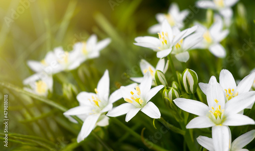 Ornithogalum white flower in the garden under the sun s rays