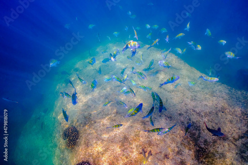 A school of Panamic Sergeant Major fish photo