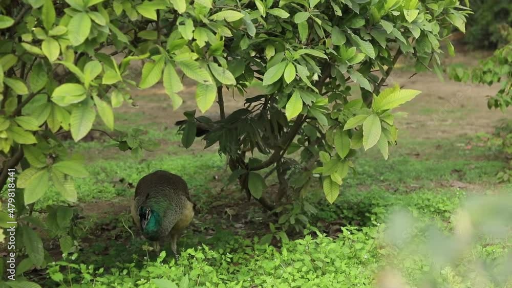 Peahen (Peafowl) in India Peahen (Peafowl) in India