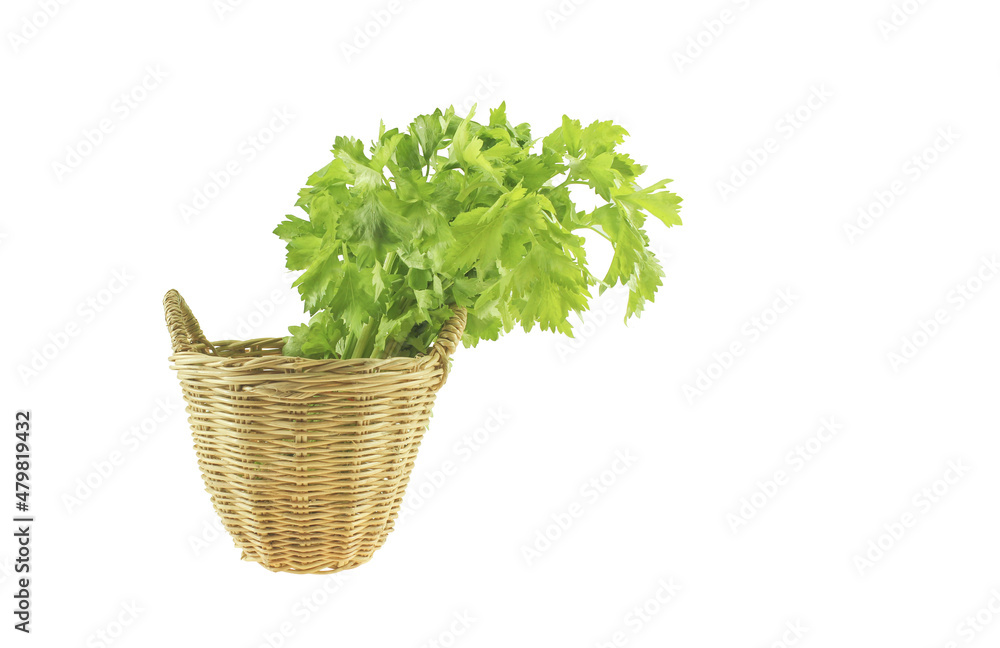 Naklejka premium Chinese coriander