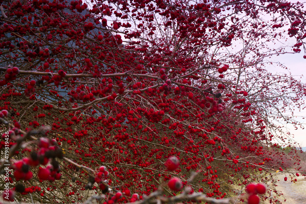 Obraz premium owoce zima szron rośliny gałęzie krzak