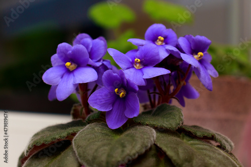 Blossoming deep blue purple colored african violet flower saintpaulia on windowsill. Flowering Saintpaulias