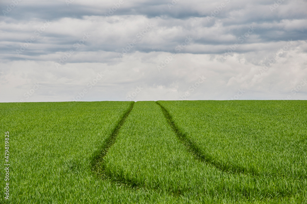 Obraz premium tracks throug a green meadow