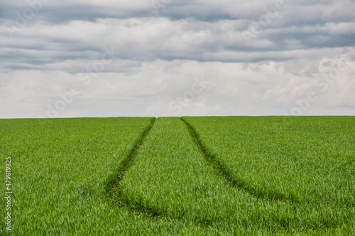 tracks throug a green meadow © Piet