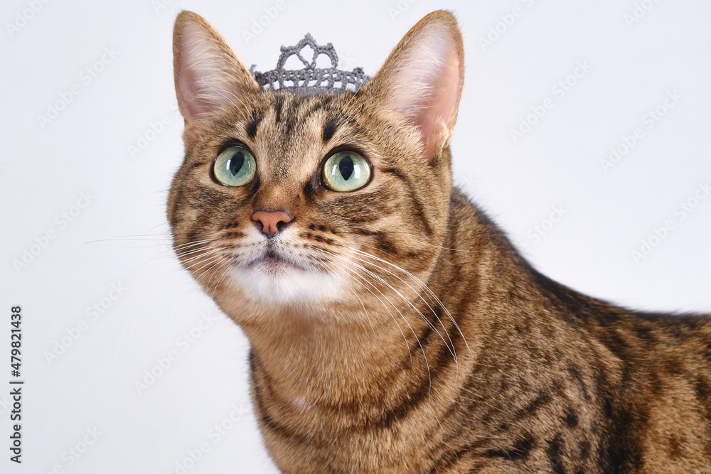 Fashion beauty pretty tabby cat with a crown on the head. Brown domestic cat with diadem dressed like a queen. Selective focus