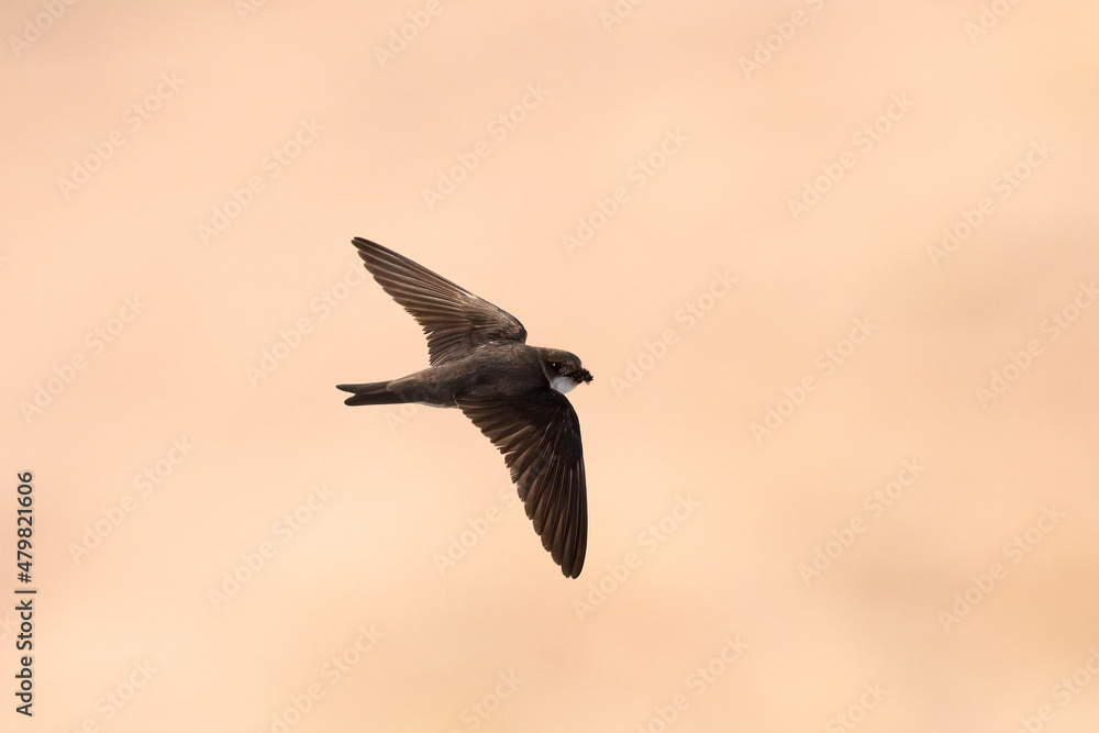 Fototapeta premium Collared Sand Martin