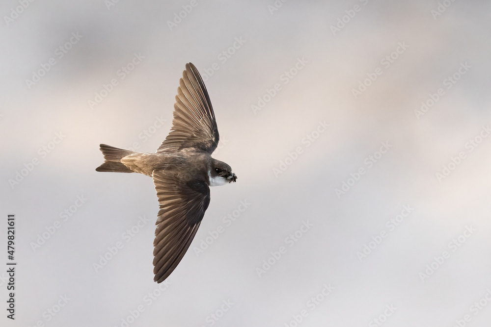 Collared Sand Martin Collared Sand Martin