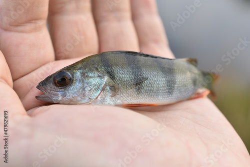Small river perch in hand while fishing