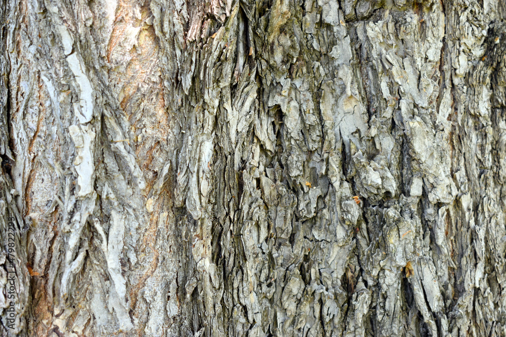 Obraz premium Tree trunk - wood texture bark closeup