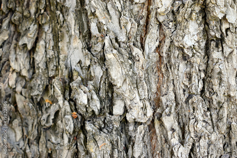 Tree trunk - wood texture bark closeup Tree trunk - wood texture bark closeup