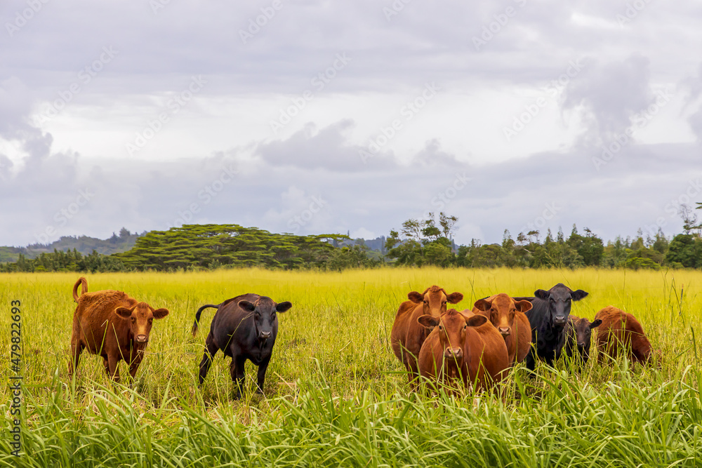 Curious cows on the pasture of Kauai Island, Hawaii