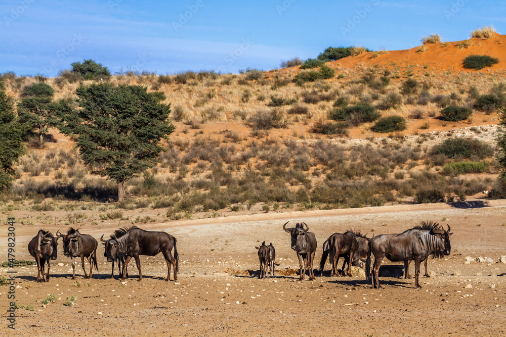 Small group of Blue wildebeest in desert scenery in Kgalagadi transfrontier park, South Africa ; Specie Connochaetes taurinus family of Bovidae