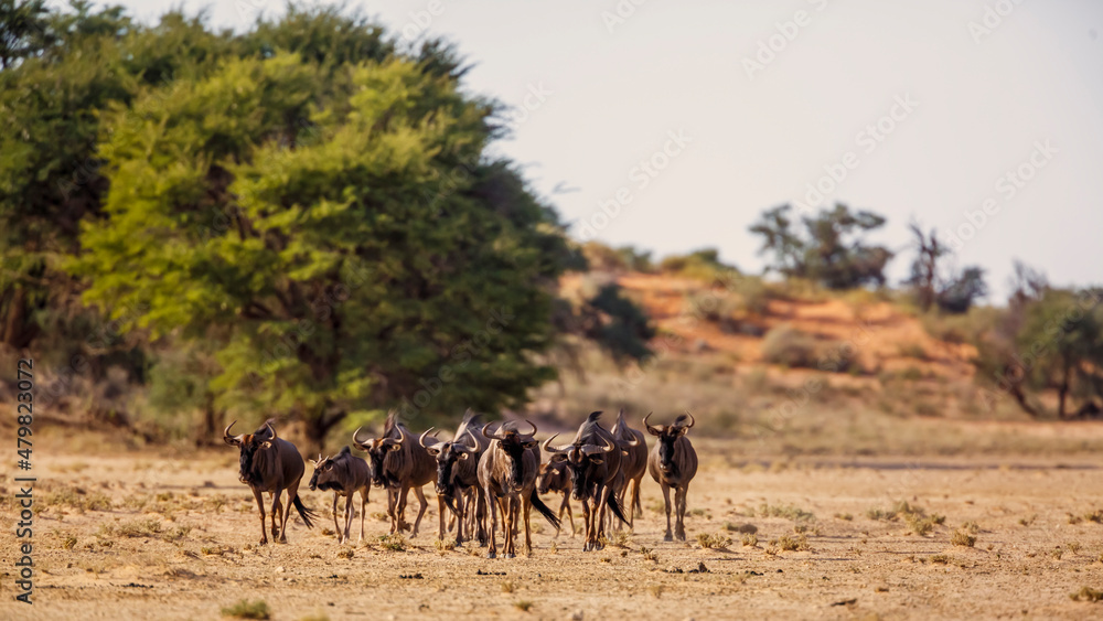 Small group of Blue wildebeest walking front view in dry land in Kgalagadi transfrontier park, South Africa ; Specie Connochaetes taurinus family of Bovidae
