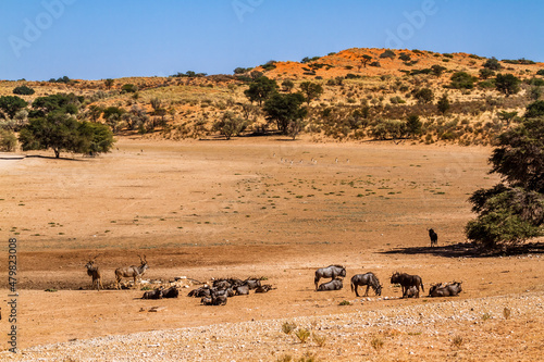 Greater kudu  blue wildebeest and springbok in desert scenery in Kgalagadi transfrontier park  South Africa  specie family of