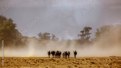 group of Blue wildebeest running front view in sand storm in Kgalagadi transfrontier park, South Africa ; Specie Connochaetes taurinus family of Bovidae
