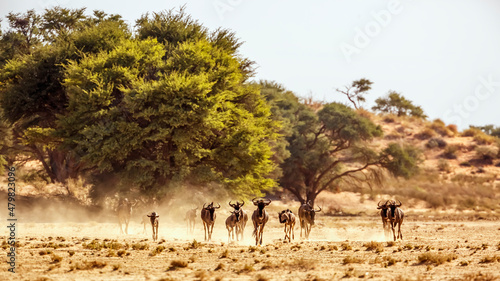 Small group of Blue wildebeest running front view in Kgalagadi transfrontier park, South Africa ; Specie Connochaetes taurinus family of Bovidae