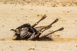Blue wildebeest rolling over in sand in Kgalagadi transfrontier park, South Africa ; Specie Connochaetes taurinus family of Bovidae