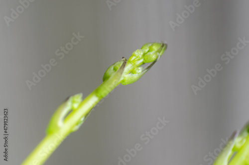 Detail of fresh asparagus stems, source of vitamins and fiber, very balanced food, organic fruit of the earth.