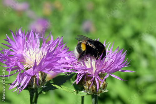 Busy bumblebee at work with flower. Centaurea Scabiosa L or greater knapweed of the genus Centaurea photo