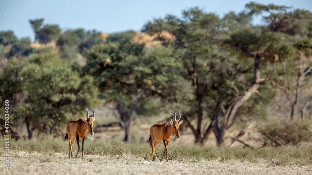 Two Hartebeest walking in green savannah in Kgalagadi transfrontier park, South Africa; specie Alcelaphus buselaphus family of Bovidae Two Hartebeest walking in green savannah in Kgalagadi transfrontier park, South Africa; specie Alcelaphus buselaphus family of Bovidae