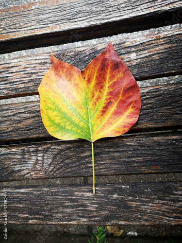 leaf_20190929_132637