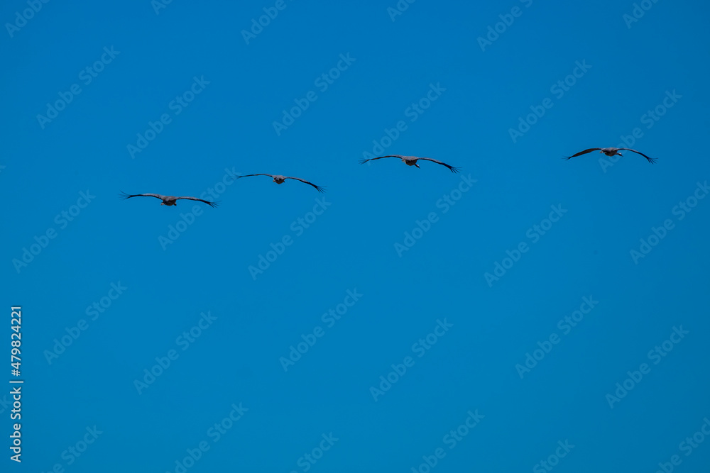 Fototapeta premium Cranes (grus grus) in flight. Gallocanta lake, Spain 