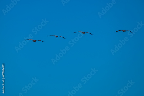 Cranes (grus grus) in flight. Gallocanta lake, Spain 