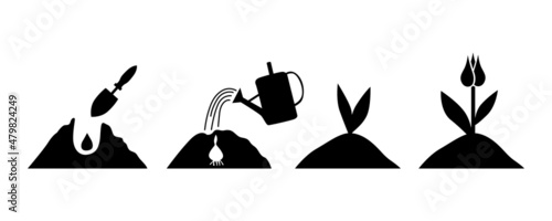 Sprouts flowers tulips wit bulb set in soil