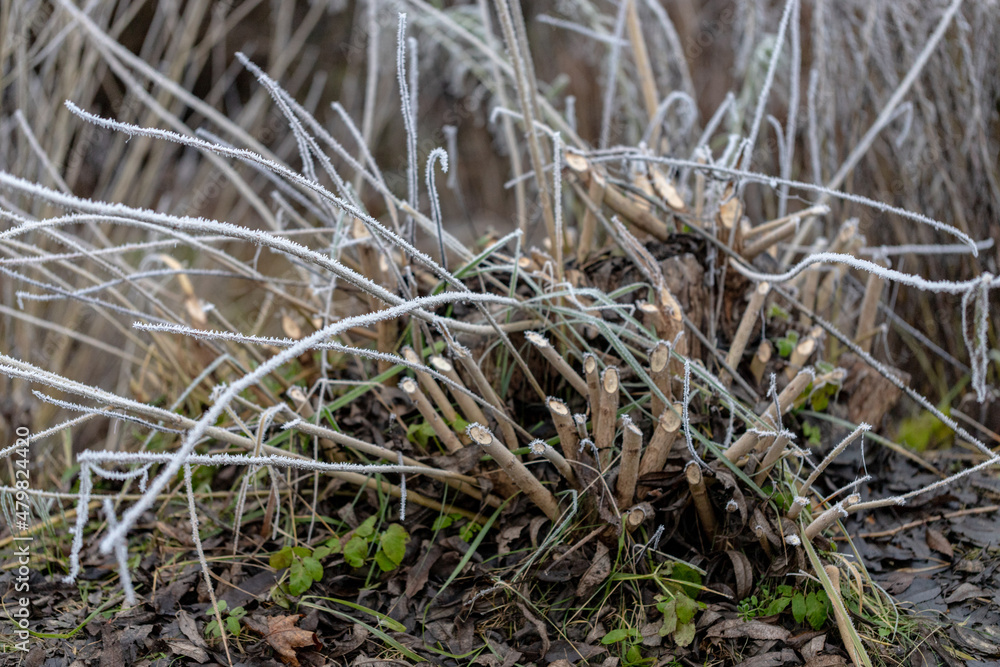 beaver cutted willow tree branches covered with frost beaver cutted willow tree branches covered with frost