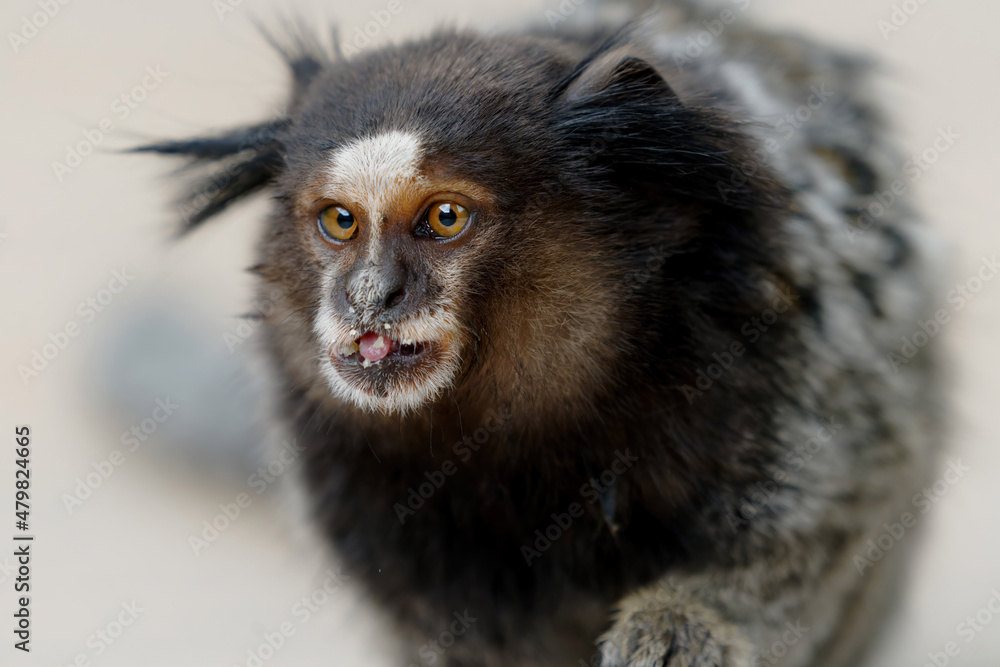 Pequeno Sagui comendo. Callithrix é um gênero de primatas da família Callitrichidae Pequeno Sagui comendo. Callithrix é um gênero de primatas da família Callitrichidae
