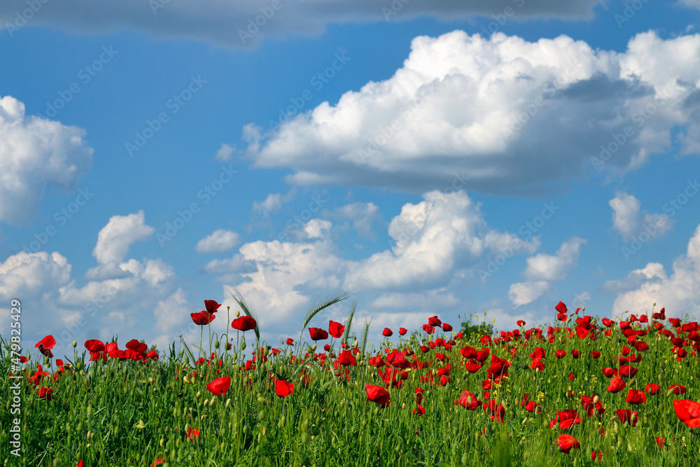 Spring meadow with poppies flowers and  blue sky