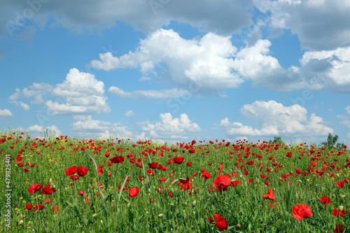 meadow with poppies flowers and  blue sky in springtime
