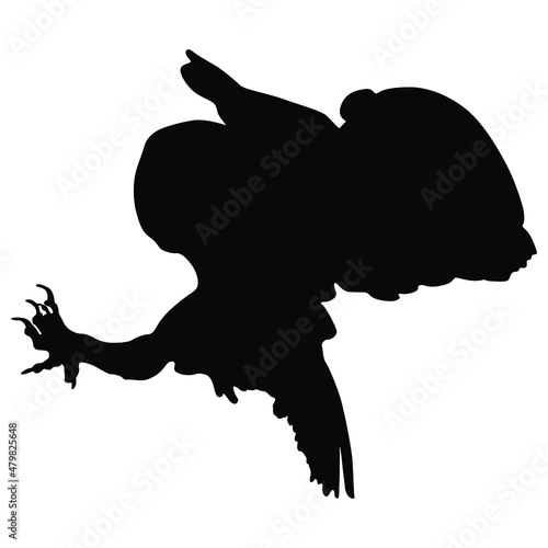 Flying hunting barn owl. Tyto alba. Halloween animal design. Black silhouette on white background.