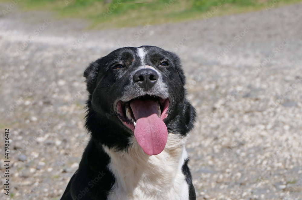 Border Collie Sheepdog with a long tongue on sunny day