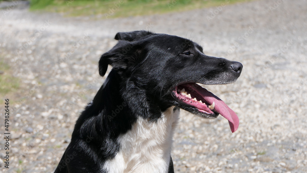 Border Collie Sheepdog with a long tongue on sunny day Border Collie Sheepdog with a long tongue on sunny day