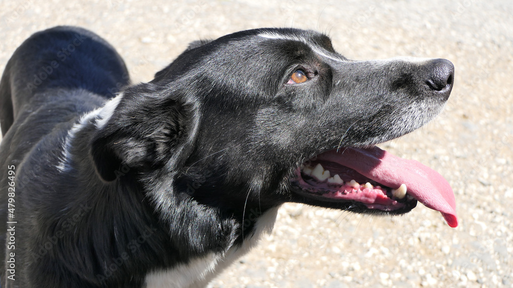 Collie Sheepdog with a long tongue on sunny day Collie Sheepdog with a long tongue on sunny day