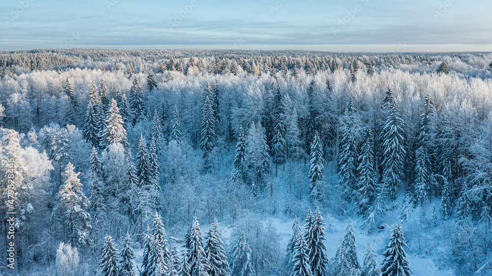 aeer snow-covered forest from above aeer snow-covered forest from above