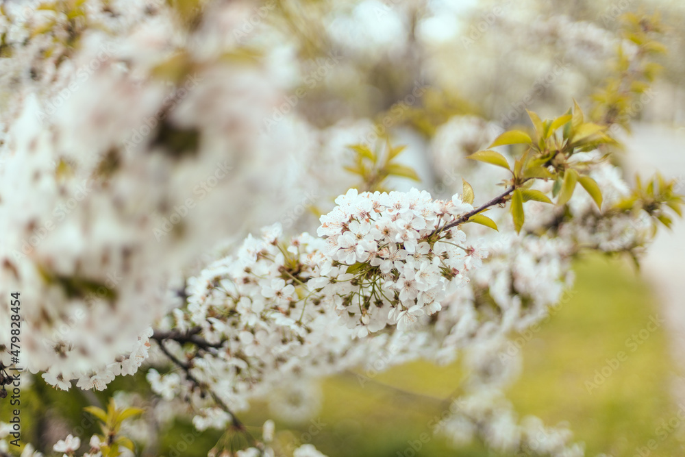 Spring bloom background with delicate blossoming cherry tree branches. Beautiful spring border banner. Abstract blurred website background. Springtime Spring bloom background with delicate blossoming cherry tree branches. Beautiful spring border banner. Abstract blurred website background. Springtime
