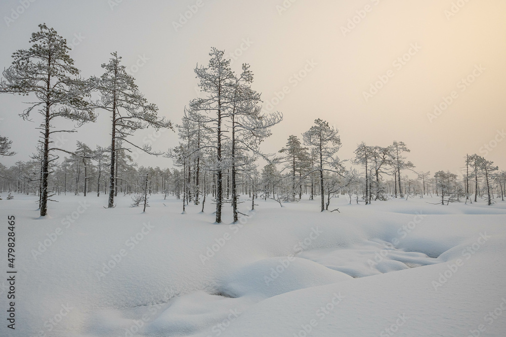 winter fairy tale, winter ideal landscape winter fairy tale, winter ideal landscape