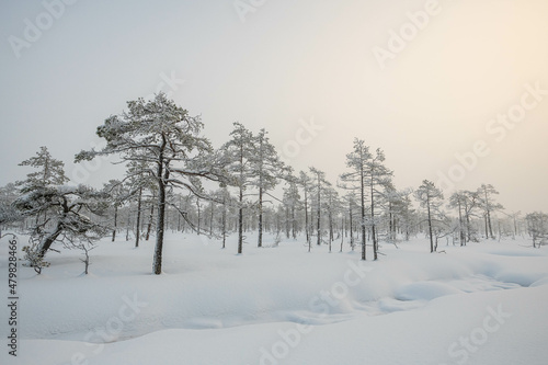 winter fairy tale, winter ideal landscape © DANIL