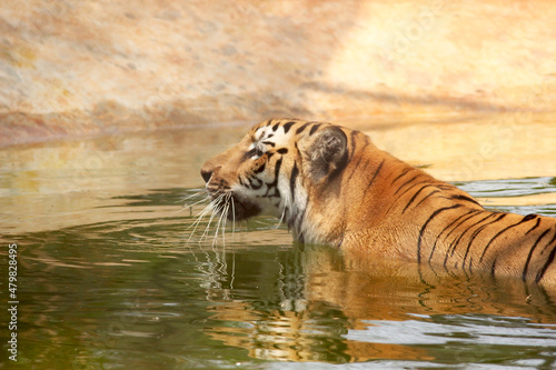 Tiger Chilling in the Pond