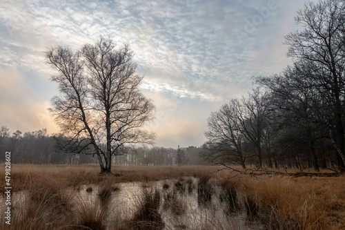 nature reserve in the netherlands winter morning in january(Ter Borg Westerwolde)