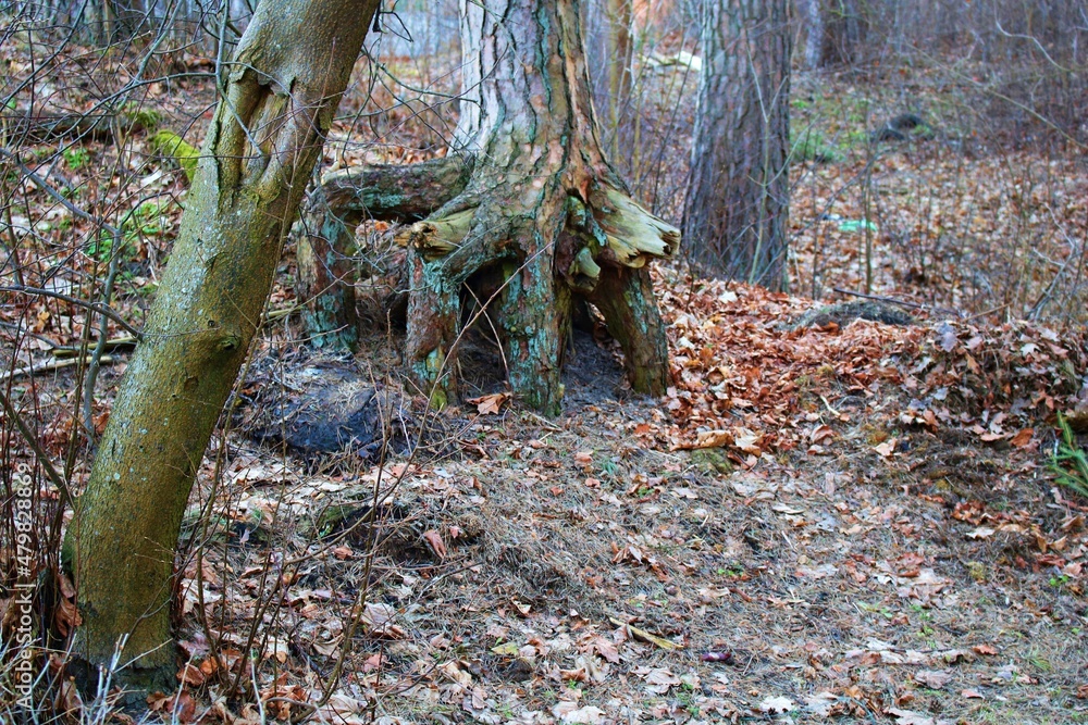 Pine tree in the forest with thick rhizomes exposed from the ground in autumn Pine tree in the forest with thick rhizomes exposed from the ground in autumn