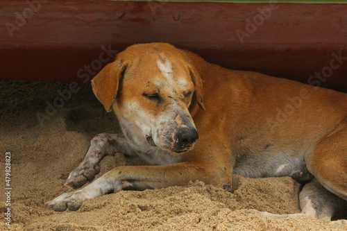 Street Dog Sitting in the Sand 