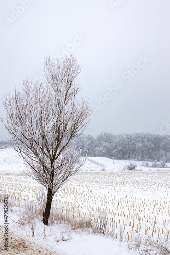 Harvested cornfield under the snow in a cold day of winter. Stubble corn field in winter with trees in the background.