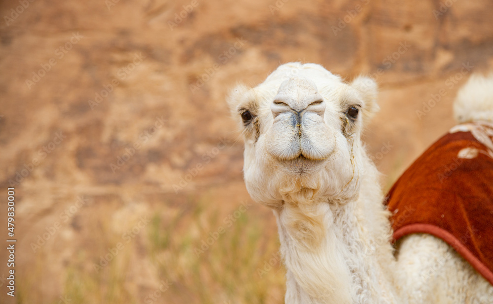 Fototapeta premium Camels in the Wadi Rum desert in Jordan