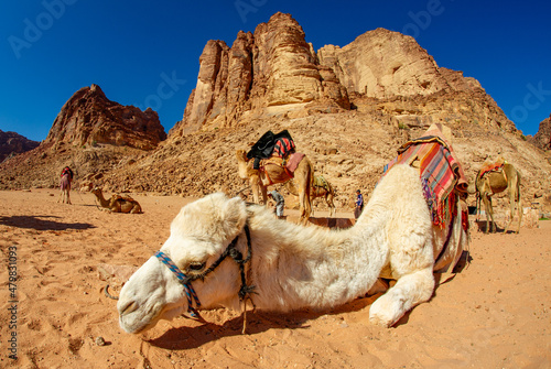 Canvas-taulu Camels in the Wadi Rum desert in Jordan