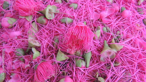 Pink jambo flower belonging to Brazilian flora. photo