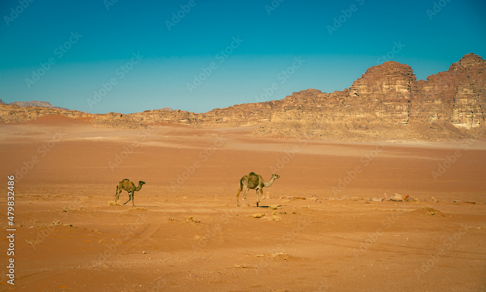 Camels in the Wadi Rum desert in Jordan Camels in the Wadi Rum desert in Jordan